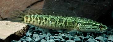 Image result for Channa argus