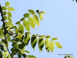 Attēlu rezultāti vaicājumam “Juglans cinerea leaf”