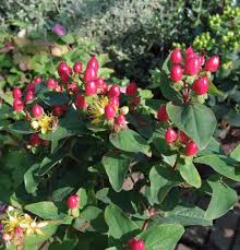 Image result for Johanniskraut