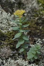 Attēlu rezultāti vaicājumam “Rhodiola rosea”