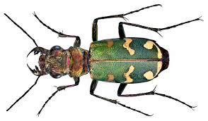 Attēlu rezultāti vaicājumam “Cicindela maritima”