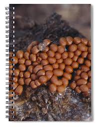 Attēlu rezultāti vaicājumam “Trichia scabra”