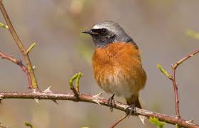Attēlu rezultāti vaicājumam “Phoenicurus phoenicurus”