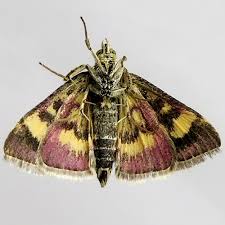 Attēlu rezultāti vaicājumam “Pyrausta aurata”