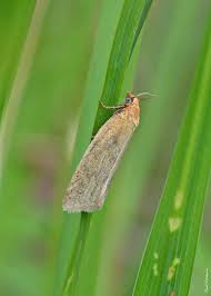 Attēlu rezultāti vaicājumam “Aphelia paleana”