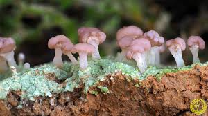 Attēlu rezultāti vaicājumam “Baeomyces rufus”