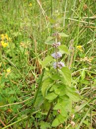 Attēlu rezultāti vaicājumam “Mentha x verticillata leaf”