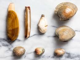 Image result for Clams