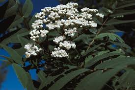 Attēlu rezultāti vaicājumam “Sorbus aucuparia flower”