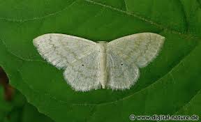 Attēlu rezultāti vaicājumam “Scopula floslactata”