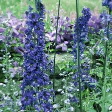 Attēlu rezultāti vaicājumam “Delphinium elatum  bud”