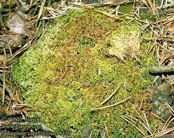 Attēlu rezultāti vaicājumam “Sphagnum capillifolium”
