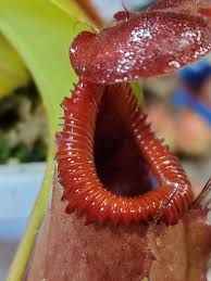 Attēlu rezultāti vaicājumam “Edwardsiana geometrica”