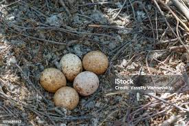 Attēlu rezultāti vaicājumam “Larus argentatus nest”