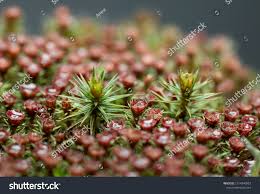 Attēlu rezultāti vaicājumam “Polytrichum juniperinum sporophyte”