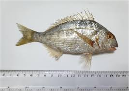 Image result for Rhabdosargus holubi