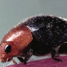 Image result for Cryptolaemus