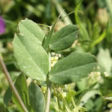 Attēlu rezultāti vaicājumam “Pisum sativum leaf”