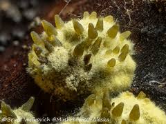 Attēlu rezultāti vaicājumam “Cribraria oregana spores”