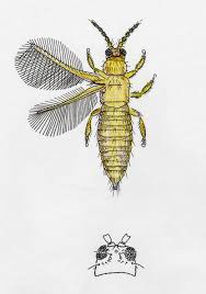 Attēlu rezultāti vaicājumam “Thysanoptera”