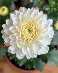 Image result for Chrysanthemum spectabile