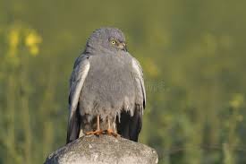 Attēlu rezultāti vaicājumam “Circus pygargus”