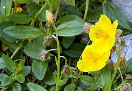 Attēlu rezultāti vaicājumam “Helianthemum nummularium fruit”