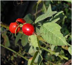 Attēlu rezultāti vaicājumam “Rosa villosa fruit”