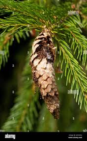 Attēlu rezultāti vaicājumam “Dioryctria abietella”