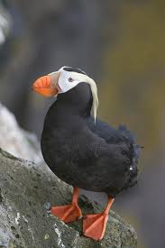 Image result for Fratercula cirrhata