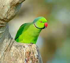 Image result for Psittacula krameri