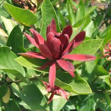 Attēlu rezultāti vaicājumam “Calycanthus floridus”
