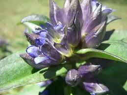 Attēlu rezultāti vaicājumam “Gentiana cruciata bud”