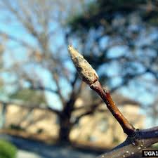 Attēlu rezultāti vaicājumam “Pyrus communis bud”