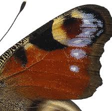 Attēlu rezultāti vaicājumam “Inachis io”