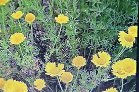 Image result for Färberkamille