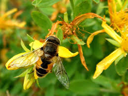 Attēlu rezultāti vaicājumam “Eristalis sp.”