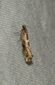 Attēlu rezultāti vaicājumam “Phalonidea permixtana”