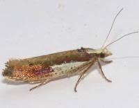 Attēlu rezultāti vaicājumam “Ypsolopha parenthesella”