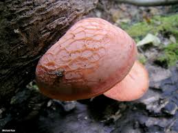 Attēlu rezultāti vaicājumam “Rhodotus palmatus”