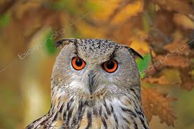 Attēlu rezultāti vaicājumam “Bubo bubo adult”