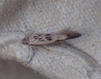 Attēlu rezultāti vaicājumam “Scythris limbella”