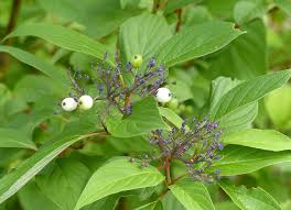 Attēlu rezultāti vaicājumam “Cornus sericea fruit”