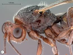 Attēlu rezultāti vaicājumam “Paramesus obtusifrons”