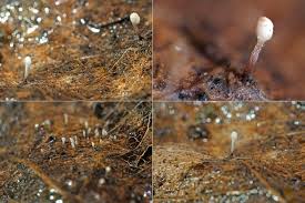 Attēlu rezultāti vaicājumam “Typhula setipes”