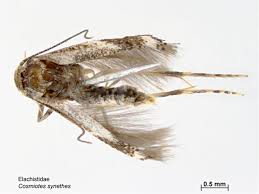 Attēlu rezultāti vaicājumam “Elachistidae”