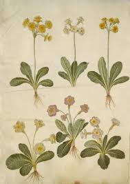 Image result for Primula veris