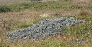 Attēlu rezultāti vaicājumam “Salix lapponum”