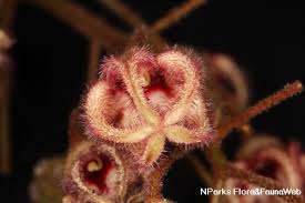 Attēlu rezultāti vaicājumam “Cribraria rubiginosa”