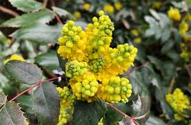 Attēlu rezultāti vaicājumam “Mahonia aquifolium flower”